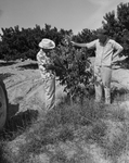 Ranch & Farm. Series on the Ben Freeman peach and pecan farm near Ranger