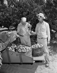 Ranch & Farm. Series on the Ben Freeman peach and pecan farm near Ranger