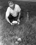 Ranch & Farm. Carson County Agent H. M. Nichols looks at a patch of crawling fleabane on the 6666 Ranch