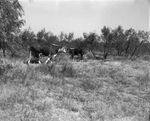 Ranch & Farm. Series on the giant Matador Ranch