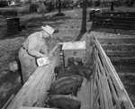 Ranch & Farm. Series on the R. A. Pittman registered Duroc Hog Farm in Denton County