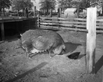 Ranch & Farm. Series on the R. A. Pittman registered Duroc Hog Farm in Denton County