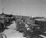 Trucks unloading cattle in Fort Worth Stockyards