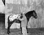 Appaloosa