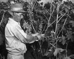 Castor beans farming