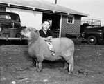 Coleman Livestock Show Champion lamb by Roger Letz