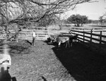 Ranch & Farm - Series on the C. M. Garrett farm