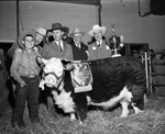 1952 Stock Show. reserve champion steer of the show