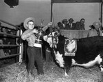 1952 Stock Show. reserve champion steer of the show