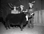 1952 Stock Show. reserve champion steer of the show