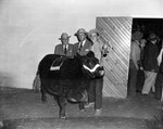 Stock Show 1952