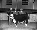 Stock Show 1952