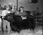 Stock Show 1952