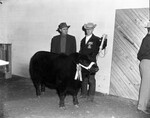 Stock Show 1952