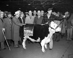 Arthur Timm and his grand champion steer at the Southwestern Exposition & Fat Stock Show