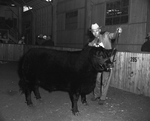 Southwestern Exposition and Fat Stock Show Angus judge