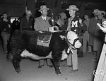 Southwestern Exposition and Fat Stock Show. Series on Amon Carter Jr. and Arthur Timm, shown with the grand champion steer, "Cross Bar Classic"
