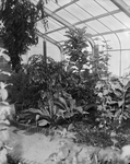 Botanic Gardens - Greenhouse Luster
