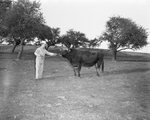 Grant poses a Jersey bull