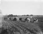 Wyman Grant looks over a part of his herd