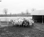 Herd of Brahman Calves