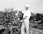 Grape crop at the Montague Fruit Investigation by Bee Landrum