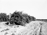 Grape crop at the Montague Fruit Investigation by Bee Landrum