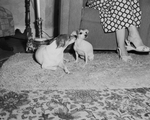 Toy Terriers