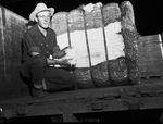 Cotton Bale