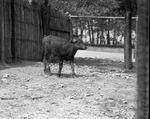 Zoo's first water buffalo