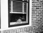 Sister, Dog Owned by Mrs. P. E. Witherspoon Looking at a Window Broken by Blast