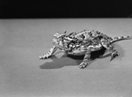 Horned Frog
