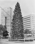 Fort Worth's 70-foot yule tree.