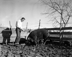 Raymond Sprinkle, FFA hog man