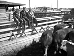 Stockyards Visitors