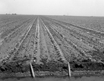 B. F. Sammon farm in Hale County