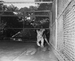 New arrival at zoo, 1-year-old male lion