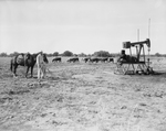 James C. Dibrell, shown with his favorite horse by Bob Bain