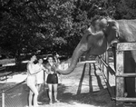 Three girls feed an elephant