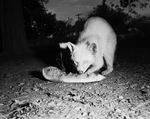 Albino raccoon owned by Dr. J. H. Hicks