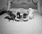Dogs, Chocolate Chip and Gold's Mingito, two Chihuahuas shown with three puppies. Owned by Mrs. John Gold