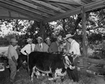 Shown with Clifton Future Farmers prospective champion heavy steer are, left to right, J. E. Lockhart, Bob Ward, Gene Geyer, Ellis Boyd Jr. and Walter Rice; Glen Thomas, vice president of the Clifton FFA chapter, and Jim White