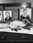 Siamese cat