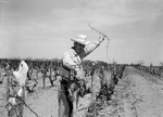 Pruning Grapes