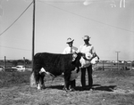 Champion steer