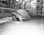 One of Forest Park Zoo's two African turtles