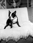 Boston Terrier Dog