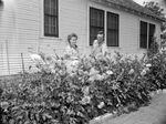 Mr. and Mrs. A. C. Green with their dahlias at 3550 Townsend Drive, Fort Worth, Texas