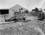 John Kupper, looking at Duroc hogs by Bill Durham