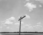 Grasshoppers cover up the crossarms of a telephone pole